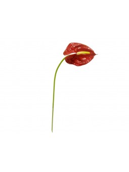 FIORE ANTHURIUM SPR. 57CM NAT. DS002853