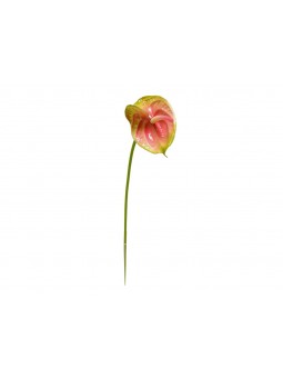 FIORE ANTHURIUM SPR.57CM VE.RO. DS002853