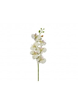 PHALEONOPSIS 69CM CREMA 2FHZ3026 038