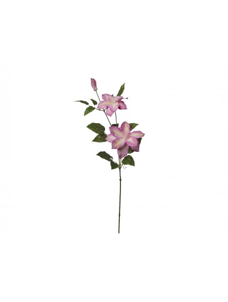 CLEMATIS 22X86CM X3 BEAUTY 2FV2648 011